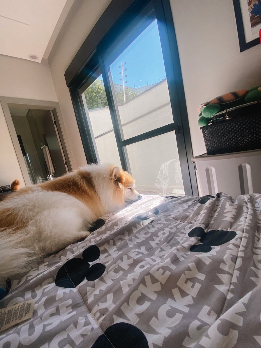 Cachorro descansando ao sol