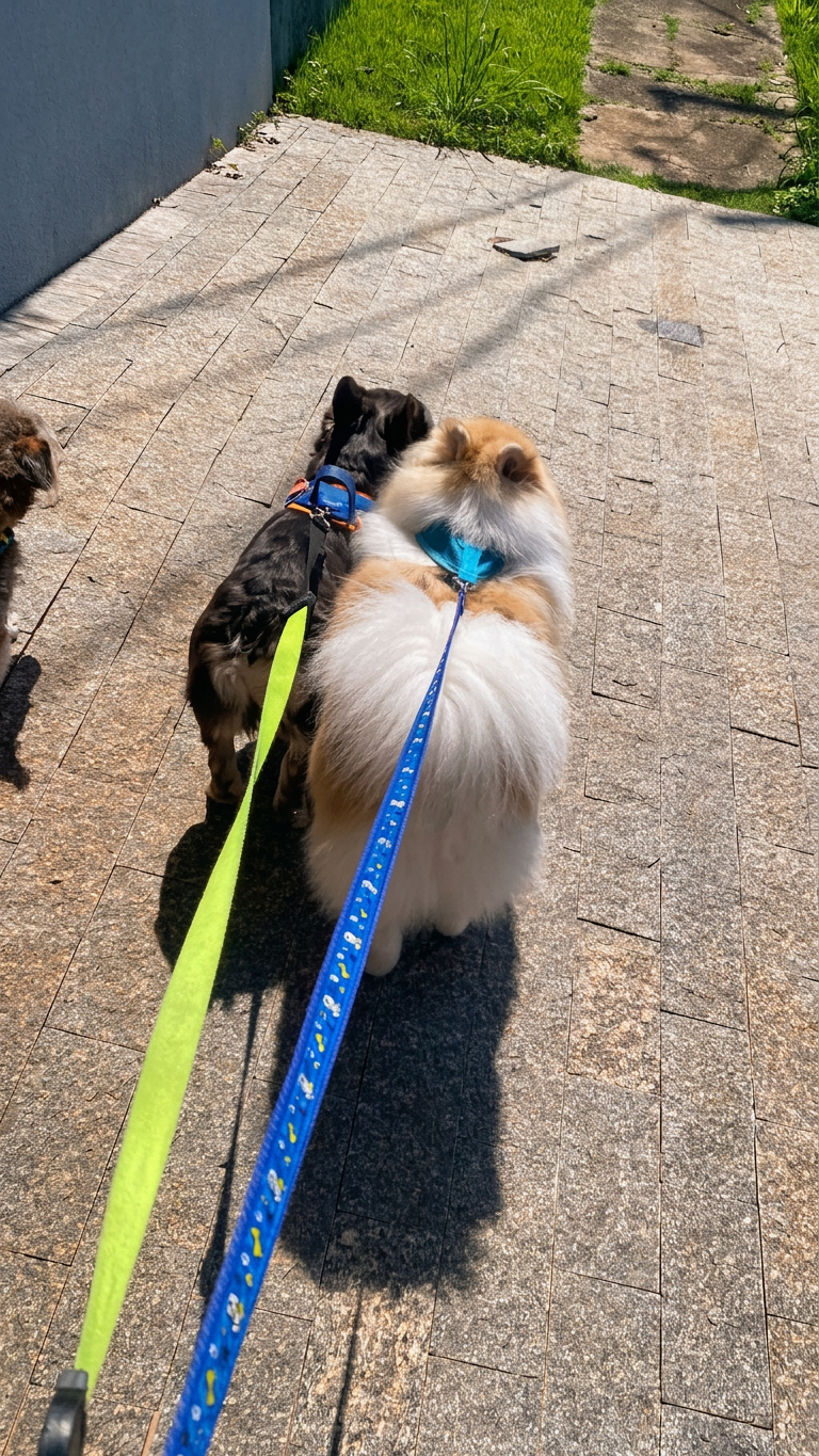 Passeio dos pets