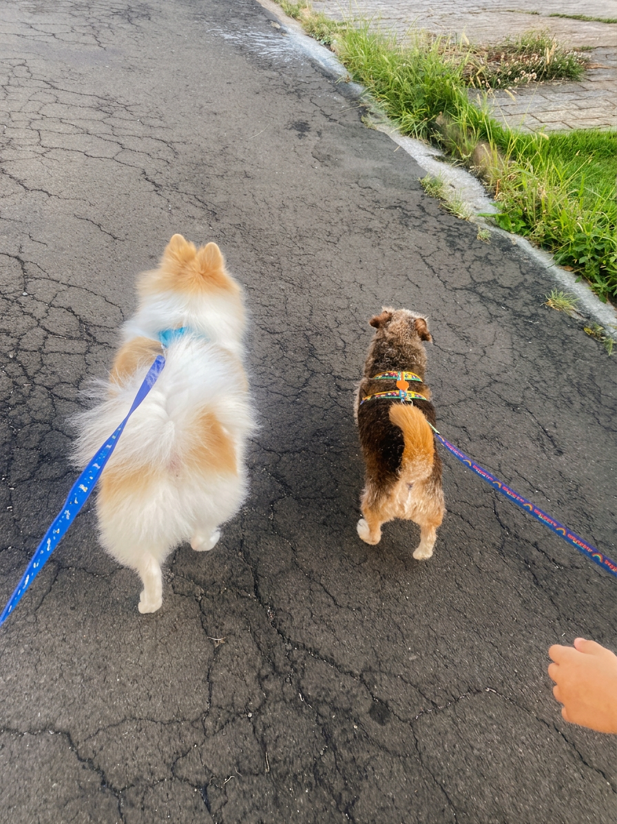 Passeio em dupla pela rua