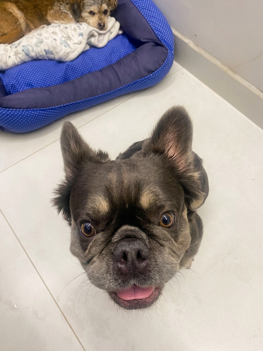 Bulldog francês curioso