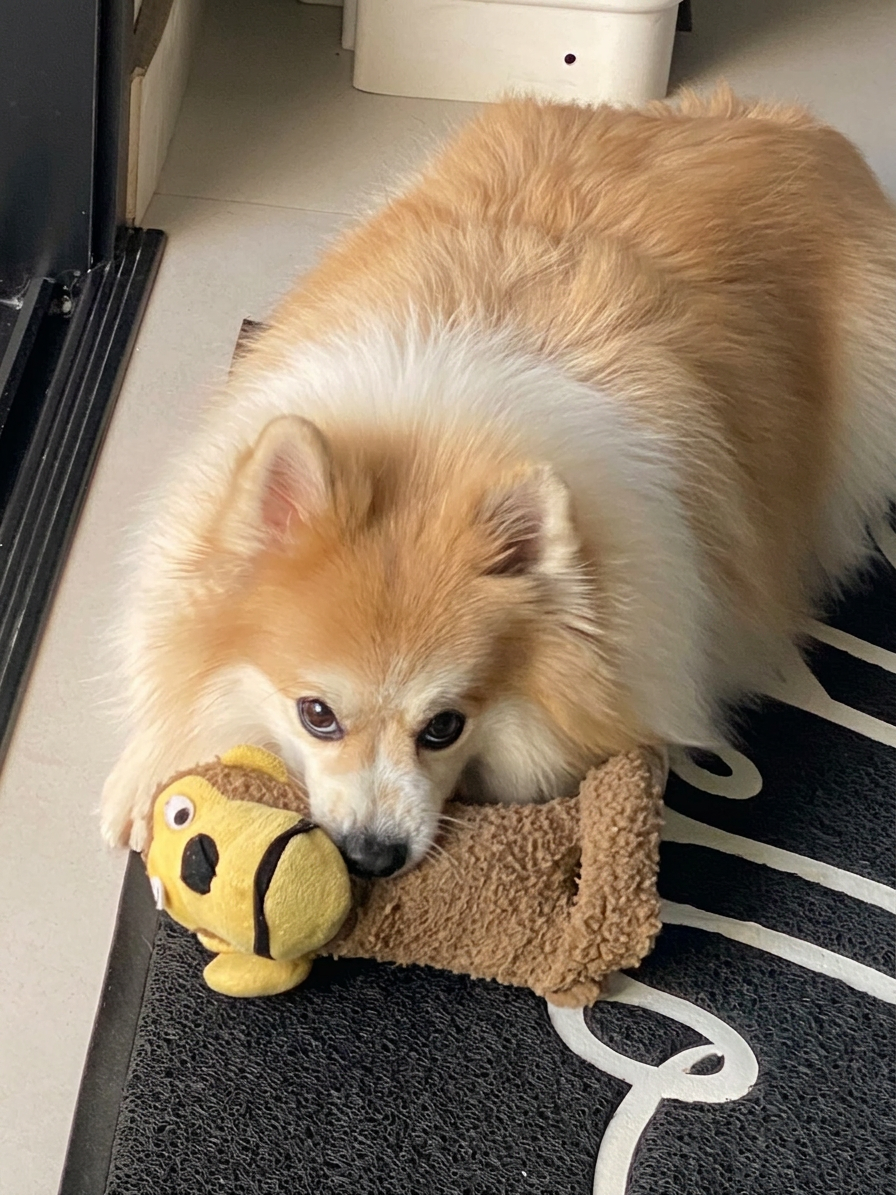 Lulu com seu brinquedo favorito